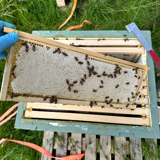 Cheese, Honey & Bees